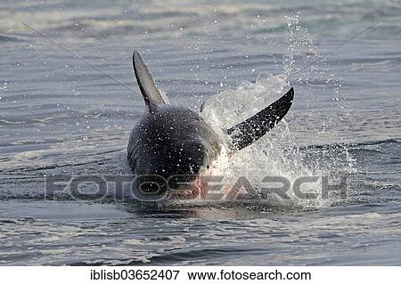 "Great White Shark (Carcharodon carcharias), with blood on the mouth after successful sea lions hunt, Seal Island, Western Cape, South Africa, Africa" View Large Photo Image Stock Photo - "Great White Shark (Carcharodon carcharias), with blood on the mouth after successful sea lions hunt, Seal Island, Western Cape, South Africa, Africa". Fotosearch