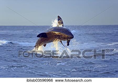 "Great White Shark (Carcharodon carcharias) hunting for prey, Seal Island, Western Cape, South Africa, Africa" View Large Photo Image Stock Photograph - "Great White Shark (Carcharodon carcharias) hunting for prey, Seal Island, Western Cape, South Africa, Africa". Fotosearch