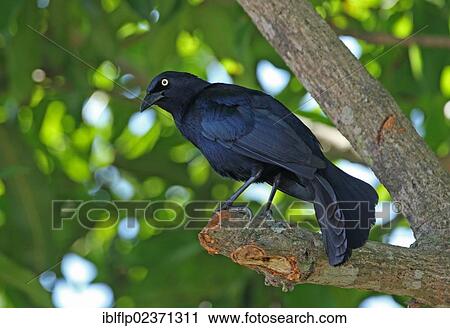 "Greater Antillean Grackle (Quiscalus niger crassirostris), adult, perched on branch, Linstead, Jamaica, Greater Antilles, North America" View Large Photo Image Stock Image - "Greater Antillean Grackle (Quiscalus niger crassirostris), adult, perched on branch, Linstead, Jamaica, Greater Antilles, North America". Fotosearch