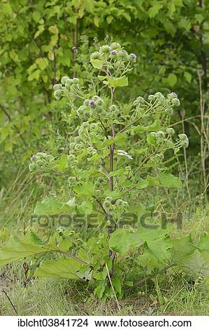 "Greater Burdock (Arctium lappa), North Rhine-Westphalia, Germany, Europe" View Large Photo Image Picture - "Greater Burdock (Arctium lappa), North Rhine-Westphalia, Germany, Europe". Fotosearch