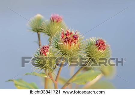 Stock Image - "Greater Burdock (Arctium lappa), blossoms, North Rhine-Westphalia, Germany, Europe". Fotosearch
