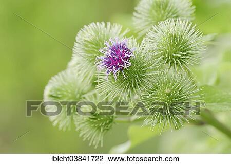 "Greater Burdock (Arctium lappa), blossoms, North Rhine-Westphalia, Germany, Europe" View Large Photo Image Stock Image - "Greater Burdock (Arctium lappa), blossoms, North Rhine-Westphalia, Germany, Europe". Fotosearch
