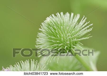 "Greater Burdock (Arctium lappa), flower bud, North Rhine-Westphalia, Germany, Europe" View Large Photo Image Stock Image - "Greater Burdock (Arctium lappa), flower bud, North Rhine-Westphalia, Germany, Europe". Fotosearch