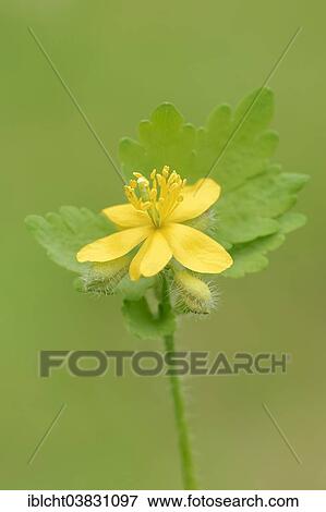 "Greater celandine (Chelidonium majus), flower, Provence, Southern France, France, Europe" View Large Photo Image Stock Photo - "Greater celandine (Chelidonium majus), flower, Provence, Southern France, France, Europe". Fotosearch