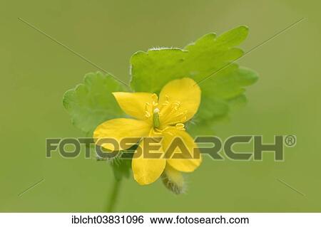 "Greater celandine (Chelidonium majus), flower, Provence, Southern France, France, Europe" View Large Photo Image Stock Photograph - "Greater celandine (Chelidonium majus), flower, Provence, Southern France, France, Europe". Fotosearch