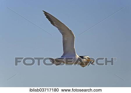 "Greater Crested Tern (Thalasseus bergii) with caught fish in the beak, Bird Island, Lambert's Bay, Western Cape, South Africa, Africa" View Large Photo Image Stock Image - "Greater Crested Tern (Thalasseus bergii) with caught fish in the beak, Bird Island, Lambert's Bay, Western Cape, South Africa, Africa". Fotosearch