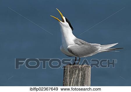 Stock Photo - "Greater Crested Tern (Thalasseus bergii), adult male, breeding plumage, calling, standing on post at coastal resort, Western Australia, Australia, Oceania". Fotosearch