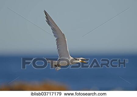 "Greater Crested Tern (Thalasseus bergii), Bird Island, Lambert's Bay, Western Cape, South Africa, Africa" View Large Photo Image Stock Photo - "Greater Crested Tern (Thalasseus bergii), Bird Island, Lambert's Bay, Western Cape, South Africa, Africa". Fotosearch