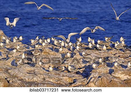 "Greater Crested Terns, Crested Terns or Swift Terns (Thalasseus bergii), Bird Island, Lambert's Bay, Western Cape, South Africa, Africa" View Large Photo Image Stock Image - "Greater Crested Terns, Crested Terns or Swift Terns (Thalasseus bergii), Bird Island, Lambert's Bay, Western Cape, South Africa, Africa". Fotosearch