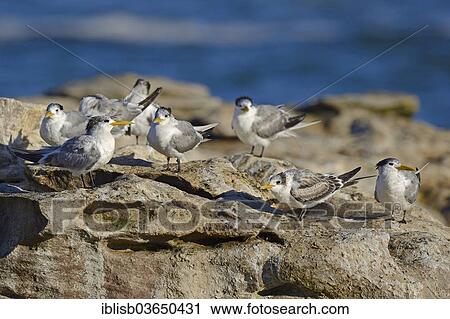 "Greater Crested Terns or Swift Terns (Thalasseus bergii), Bird Island, Lambert's Bay, Western Cape, South Africa, Africa" View Large Photo Image Stock Image - "Greater Crested Terns or Swift Terns (Thalasseus bergii), Bird Island, Lambert's Bay, Western Cape, South Africa, Africa". Fotosearch