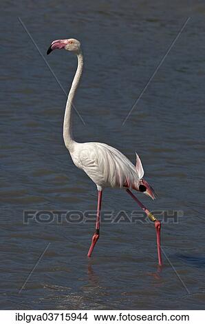 Picture - "Greater Flamingo (Phoenicopterus roseus) wading in water, Camargue, France, Europe". Fotosearch