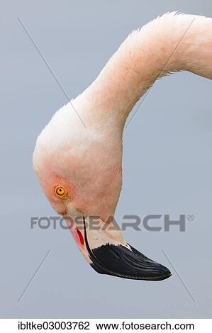 Stock Image - "Greater Flamingo (Phoenicopterus ruber roseus), Baden-Wurttemberg, Germany, Europe". Fotosearch