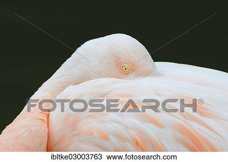 "Greater Flamingo (Phoenicopterus ruber roseus), Baden-Wurttemberg, Germany, Europe" View Large Photo Image Stock Image - "Greater Flamingo (Phoenicopterus ruber roseus), Baden-Wurttemberg, Germany, Europe". Fotosearch