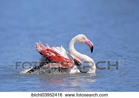 Stock Photograph - "Greater Flamingo (Phoenicopterus ruber roseus), bathing, Camargue, Provence, Southern France, France, Europe". Fotosearch