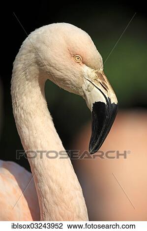 "Greater Flamingo (Phoenicopterus roseus), portrait, captive, Heidelberg, Baden-Wurttemberg, Germany, Europe" View Large Photo Image Stock Image - "Greater Flamingo (Phoenicopterus roseus), portrait, captive, Heidelberg, Baden-Wurttemberg, Germany, Europe". Fotosearch