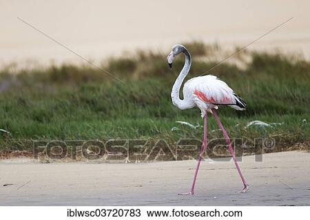 Stock Image - "Greater Flamingo (Phoenicopterus roseus) in the lagoon of Sandwich Harbour, Sandwich Harbour, Erongo Region, Namibia, Africa". Fotosearch