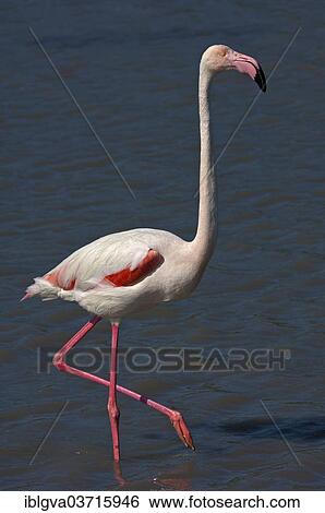 Stock Photograph - "Greater Flamingo (Phoenicopterus roseus) wading in water, Camargue, France, Europe". Fotosearch