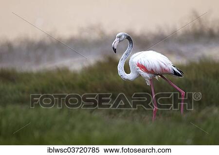 Stock Photography - "Greater Flamingo (Phoenicopterus roseus) in the lagoon of Sandwich Harbour, Sandwich Harbour, Erongo Region, Namibia, Africa". Fotosearch