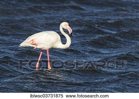 "Greater Flamingo (Phoenicopterus roseus), Namib-Naukluft National Park, Sandwich Harbour, Erongo Region, Namibia, Africa" View Large Photo Image Stock Photography - "Greater Flamingo (Phoenicopterus roseus), Namib-Naukluft National Park, Sandwich Harbour, Erongo Region, Namibia, Africa". Fotosearch