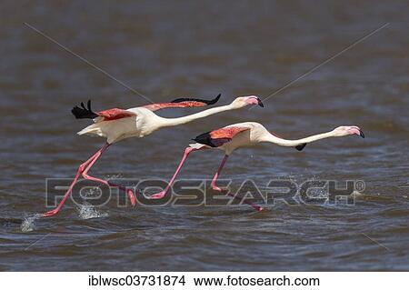 "Greater Flamingoes (Phoenicopterus roseus), Namib-Naukluft National Park, Sandwich Harbour, Erongo Region, Namibia, Africa" View Large Photo Image Picture - "Greater Flamingoes (Phoenicopterus roseus), Namib-Naukluft National Park, Sandwich Harbour, Erongo Region, Namibia, Africa". Fotosearch