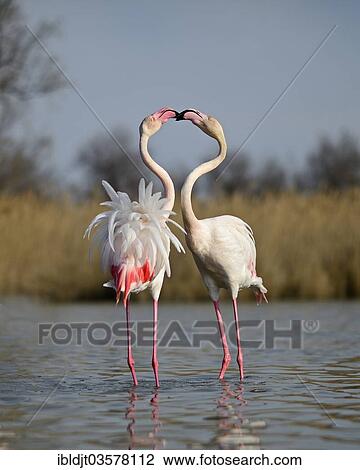 "Greater Flamingos (Phoenicopterus roseus), two males sparring in spring, Camargue, France, Europe" View Large Photo Image Stock Image - "Greater Flamingos (Phoenicopterus roseus), two males sparring in spring, Camargue, France, Europe". Fotosearch
