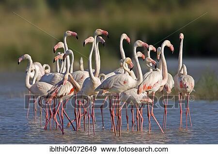 "Greater Flamingos (Phoenicopterus roseus) breeding colony, Carmarque, Southern France" View Large Photo Image Stock Photo - "Greater Flamingos (Phoenicopterus roseus) breeding colony, Carmarque, Southern France". Fotosearch