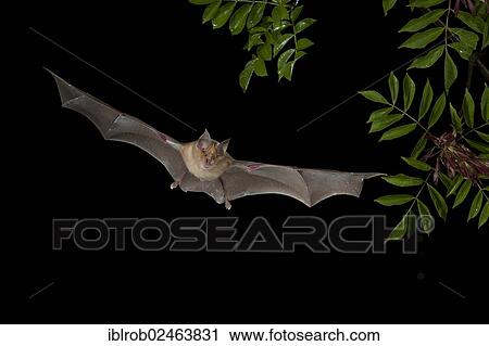 "Greater Horseshoe Bat (Rhinolophus ferrumequinum) in flight, Bulgaria, Europe" View Large Photo Image Stock Image - "Greater Horseshoe Bat (Rhinolophus ferrumequinum) in flight, Bulgaria, Europe". Fotosearch