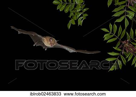 Stock Image - "Greater Horseshoe Bat (Rhinolophus ferrumequinum) in flight, Bulgaria, Europe". Fotosearch