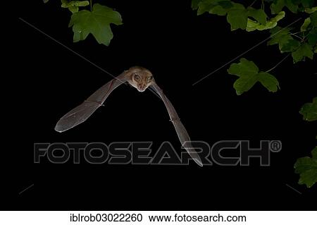 "Greater Horseshoe Bat (Rhinolophus ferrumequinum) in flight, North Bulgaria, Bulgaria, Europe" View Large Photo Image Stock Image - "Greater Horseshoe Bat (Rhinolophus ferrumequinum) in flight, North Bulgaria, Bulgaria, Europe". Fotosearch