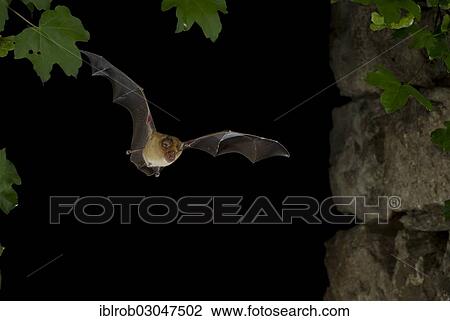Stock Image - "Greater Horseshoe Bat (Rhinolophus ferrumequinum) in flight, North Bulgaria, Bulgaria, Europe". Fotosearch