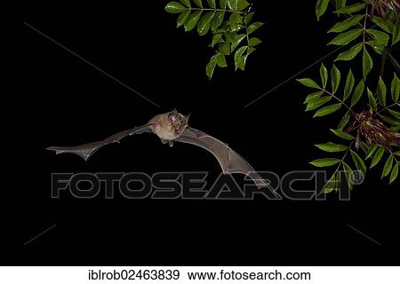 "Greater Horseshoe Bat (Rhinolophus ferrumequinum) in flight, Bulgaria, Europe" View Large Photo Image Stock Photo - "Greater Horseshoe Bat (Rhinolophus ferrumequinum) in flight, Bulgaria, Europe". Fotosearch