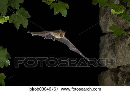 Stock Photo - "Greater Horseshoe Bat (Rhinolophus ferrumequinum) in flight, North Bulgaria, Bulgaria, Europe". Fotosearch