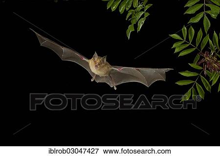 "Greater Horseshoe Bat (Rhinolophus ferrumequinum) in flight, North Bulgaria, Bulgaria, Europe" View Large Photo Image Stock Photo - "Greater Horseshoe Bat (Rhinolophus ferrumequinum) in flight, North Bulgaria, Bulgaria, Europe". Fotosearch
