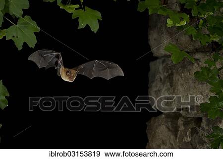 Stock Photo - "Greater Horseshoe Bat (Rhinolophus ferrumequinum) in flight, North Bulgaria, Bulgaria, Europe". Fotosearch