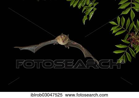 "Greater Horseshoe Bat (Rhinolophus ferrumequinum) in flight, North Bulgaria, Bulgaria, Europe" View Large Photo Image Stock Photography - "Greater Horseshoe Bat (Rhinolophus ferrumequinum) in flight, North Bulgaria, Bulgaria, Europe". Fotosearch