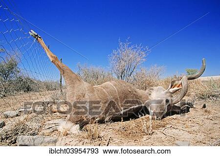 "Greater Kudu (Tragelaphus strepsiceros), dead male caught in fence, Namibia, Africa" View Large Photo Image Stock Image - "Greater Kudu (Tragelaphus strepsiceros), dead male caught in fence, Namibia, Africa". Fotosearch