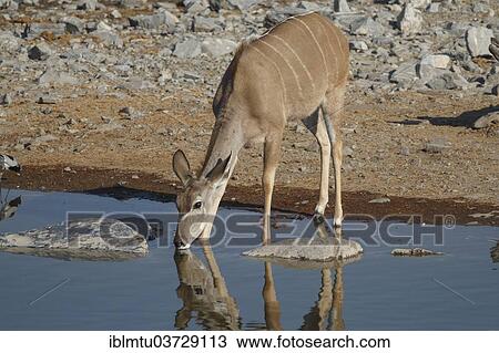 "Greater Kudu (Tragelaphus strepsiceros), Etosha National Park, Kunene Region, Namibia, Africa" View Large Photo Image Stock Image - "Greater Kudu (Tragelaphus strepsiceros), Etosha National Park, Kunene Region, Namibia, Africa". Fotosearch