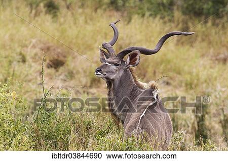 "Greater Kudu (Tragelaphus strepsiceros), male with large horns, Kruger National Park, South Africa, Africa" View Large Photo Image Stock Image - "Greater Kudu (Tragelaphus strepsiceros), male with large horns, Kruger National Park, South Africa, Africa". Fotosearch