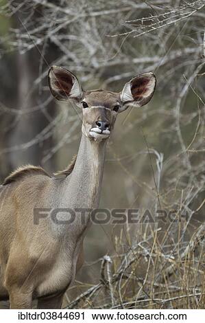 "Greater Kudu (Tragelaphus strepsiceros), female, Kruger National Park, South Africa, Africa" View Large Photo Image Stock Image - "Greater Kudu (Tragelaphus strepsiceros), female, Kruger National Park, South Africa, Africa". Fotosearch