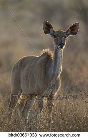 "Greater Kudu (Tragelaphus strepsiceros), young female, Kruger National Park, South Africa, Africa" View Large Photo Image Stock Photo - "Greater Kudu (Tragelaphus strepsiceros), young female, Kruger National Park, South Africa, Africa". Fotosearch