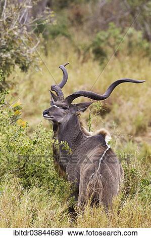 "Greater Kudu (Tragelaphus strepsiceros), male with large horns, Kruger National Park, South Africa, Africa" View Large Photo Image Stock Photo - "Greater Kudu (Tragelaphus strepsiceros), male with large horns, Kruger National Park, South Africa, Africa". Fotosearch
