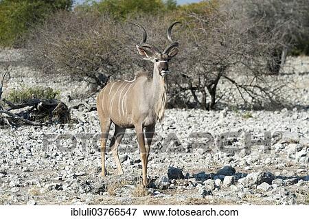 "Greater Kudu (Tragelaphus strepsiceros), male standing on rocky ground, Etosha National Park, Namibia, Africa" View Large Photo Image Stock Photo - "Greater Kudu (Tragelaphus strepsiceros), male standing on rocky ground, Etosha National Park, Namibia, Africa". Fotosearch