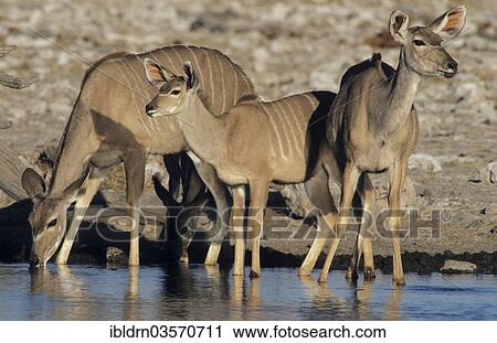 "Greater Kudus (Tragelaphus strepsiceros) at a watering hole, Kalkheuvel Waterhole, Etosha National Park, Halali, Namibia, Africa" View Large Photo Image Stock Image - "Greater Kudus (Tragelaphus strepsiceros) at a watering hole, Kalkheuvel Waterhole, Etosha National Park, Halali, Namibia, Africa". Fotosearch