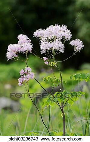 "Greater Meadow-rue, Columbine Meadow-rue or French Meadow-rue (Thalictrum aquilegiifolium), flowering, North Rhine-Westphalia, Germany, Europe" View Large Photo Image Stock Image - "Greater Meadow-rue, Columbine Meadow-rue or French Meadow-rue (Thalictrum aquilegiifolium), flowering, North Rhine-Westphalia, Germany, Europe". Fotosearch