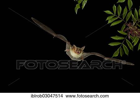 "Greater Mouse-eared Bat (Myotis myotis) in flight, North Bulgaria, Bulgaria, Europe" View Large Photo Image Picture - "Greater Mouse-eared Bat (Myotis myotis) in flight, North Bulgaria, Bulgaria, Europe". Fotosearch