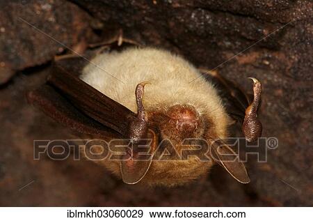 "Greater Mouse-eared Bat (Myotis myotis) in hibernation, Nordhessen, Bad Hersfeld, Hesse, Germany, Europe" View Large Photo Image Stock Photo - "Greater Mouse-eared Bat (Myotis myotis) in hibernation, Nordhessen, Bad Hersfeld, Hesse, Germany, Europe". Fotosearch