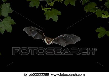 "Greater mouse-eared Bat (Myotis myotis) in flight, North Bulgaria, Bulgaria, Europe" View Large Photo Image Stock Photo - "Greater mouse-eared Bat (Myotis myotis) in flight, North Bulgaria, Bulgaria, Europe". Fotosearch