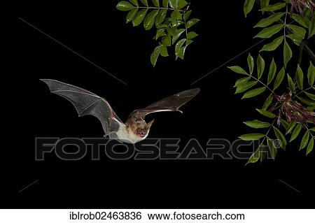"Greater Mouse-eared Bat (Myotis myotis) in flight, Bulgaria, Europe" View Large Photo Image Stock Photograph - "Greater Mouse-eared Bat (Myotis myotis) in flight, Bulgaria, Europe". Fotosearch