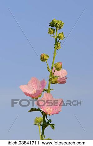 "Greater Musk-mallow, Cut-leaved Mallow or Hollyhock Mallow (Malva alcea), flowers, North Rhine-Westphalia, Germany, Europe" View Large Photo Image Stock Image - "Greater Musk-mallow, Cut-leaved Mallow or Hollyhock Mallow (Malva alcea), flowers, North Rhine-Westphalia, Germany, Europe". Fotosearch