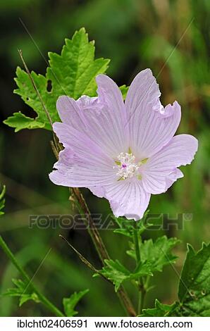 "Greater Musk-mallow, Cut-leaved Mallow, Vervain Mallow or Hollyhock Mallow (Malva alcea), North Rhine-Westphalia, Germany, Europe" View Large Photo Image Stock Image - "Greater Musk-mallow, Cut-leaved Mallow, Vervain Mallow or Hollyhock Mallow (Malva alcea), North Rhine-Westphalia, Germany, Europe". Fotosearch